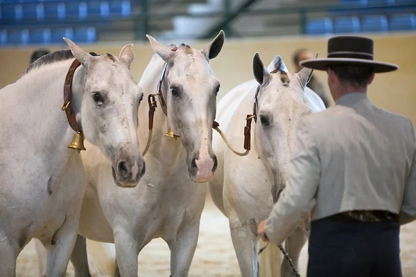 Funcionalidad de prueba ecuestre con 3 caballos españoles puros —  Fotos de Stock