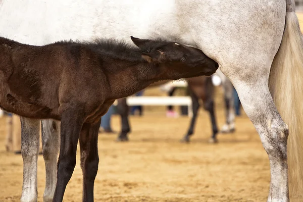 Chupando a criação de cavalos de sua mãe — Fotografia de Stock