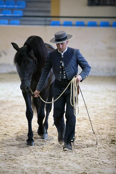 純粋なスペイン語の馬への形態の馬術のテスト — ストック写真