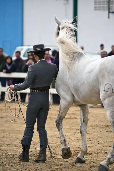 Prova equestre di morfologia a cavalli spagnoli puri — Foto Stock