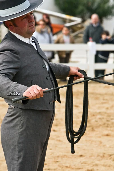 Конный тест по морфологии для чистых испанских лошадей — стоковое фото