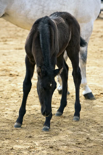 純粋なスペイン語の馬への形態の馬術のテスト — ストック写真