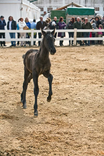 Foal of pure breed Spanish running in equestrian event — Stock Photo, Image