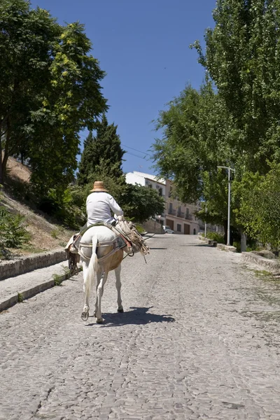 Äldste promenader i donkey nära slottet — Stockfoto