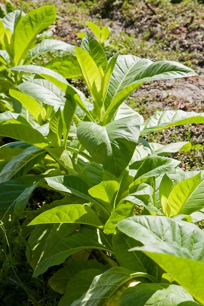 Tobacco leafs at a plantation at Spain — Stock Photo, Image