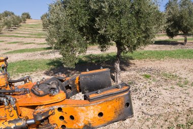 bir zeytin ağacı makinede titreşim