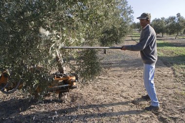 jaen yakınındaki bir zeytin ağacı zeytin toplama çiftçi