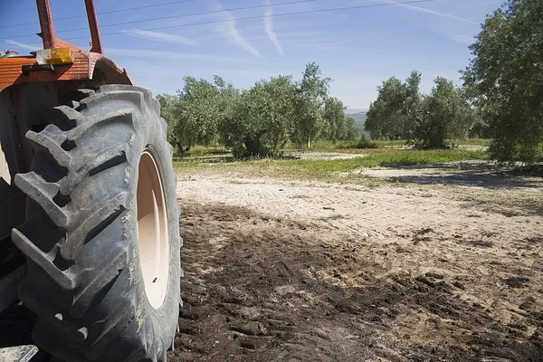 Trator na coleção de azeitonas em campos de Jaen — Fotografia de Stock