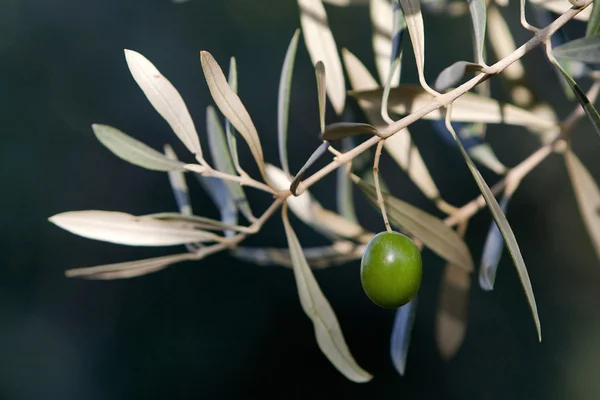 Green olives on branch with leaves — Stock Photo, Image