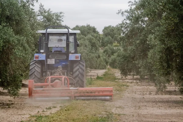 Farmář úpravě půdy v oblasti olivovníků — Stock fotografie