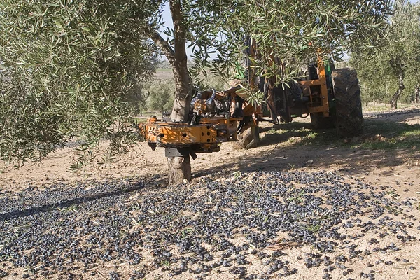 Vibrating machine in an olive tree — Stock Photo, Image