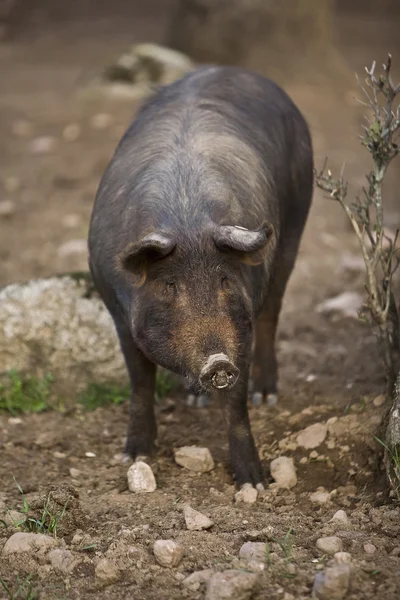 Iberisches Schwein im Valle de los pedroches — Stockfoto