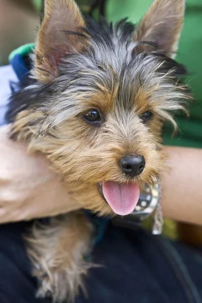 Yorkshire Terrier perro —  Fotos de Stock