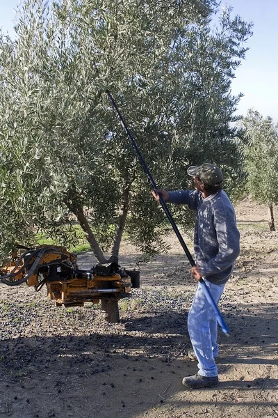 Farmer gathering olives in an olive tree near jaen — Stock Photo, Image