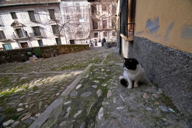 kedi darro Nehri yakınında taş döşeli.