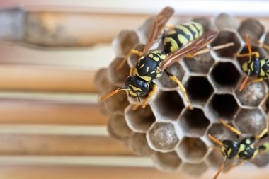 Arı larvaları damızlık hücreleri, makro fotoğrafçılık