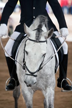 safkan bir İspanyol at başı detay