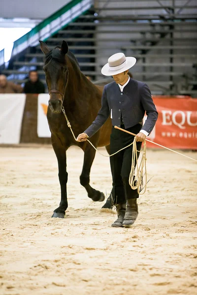 马术试验的形态对纯西班牙马 — 图库照片