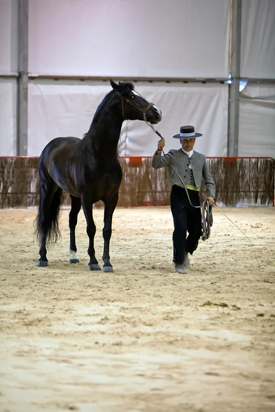 純粋なスペイン語の馬への形態の馬術のテスト — ストック写真