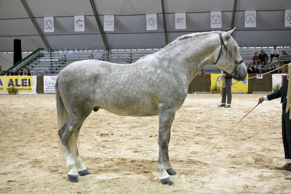 Prueba ecuestre de morfología a caballos españoles puros — Foto de Stock