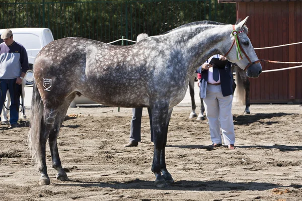 Jeździec badania morfologii czysty koni hiszpańskich — Zdjęcie stockowe
