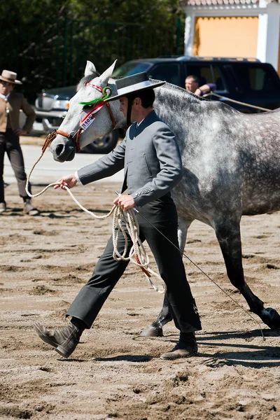 純粋なスペイン語の馬への形態の馬術のテスト — ストック写真