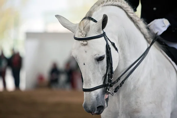 Detalhe da cabeça de um cavalo espanhol puro — Fotografia de Stock