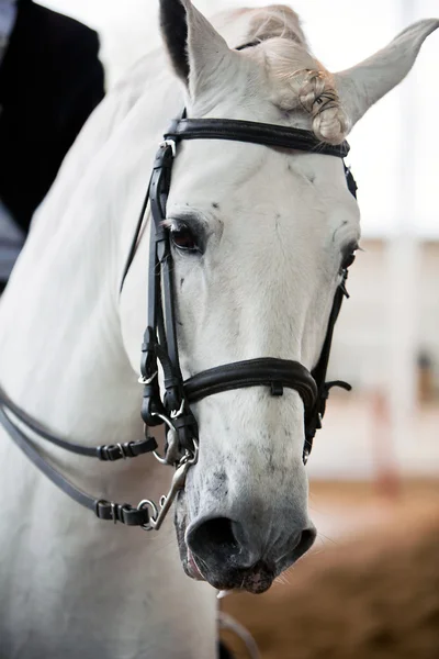 Detail des Kopfes eines reinrassigen spanischen Pferdes — Stockfoto
