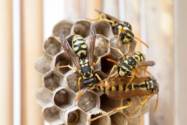 A wasp lárvák fészekalja sejteket — Stock Fotó