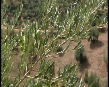 zeytin dalı yeşil zeytin zeytin ağaçları jaen, Endülüs, İspanya yakınındaki ekolojik tarımı yapılan taşıma