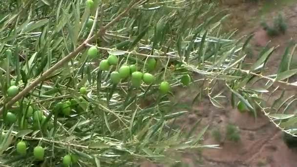 branches d'olivier aux olives vertes se déplaçant dans la culture écologique des oliviers près de Jaen, Andalousie, Espagne 