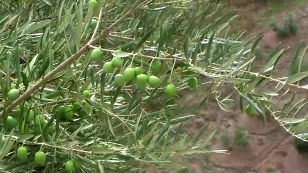 Olive branches with green olives moving in ecological cultivation of olive trees near Jaen, Andalusia, Spain — Stock Video