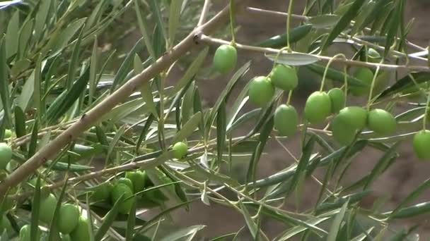 Olivové ratolesti se zelenými olivami v ekologické pěstování olivovníků poblíž jaen, Andalusie, Španělsko — Stock video
