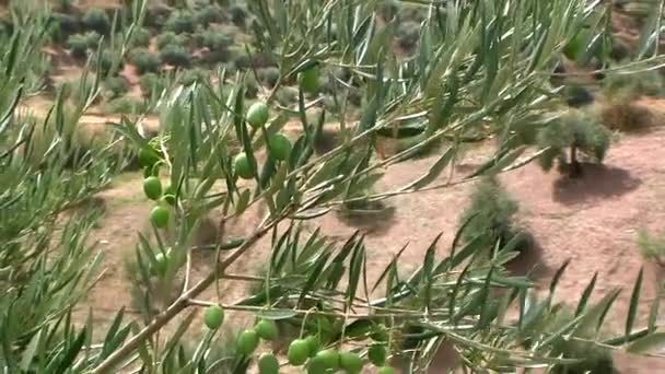 Olive branches with green olives moving in ecological cultivation of olive trees near Jaen, Andalusia, Spain — Stock Video