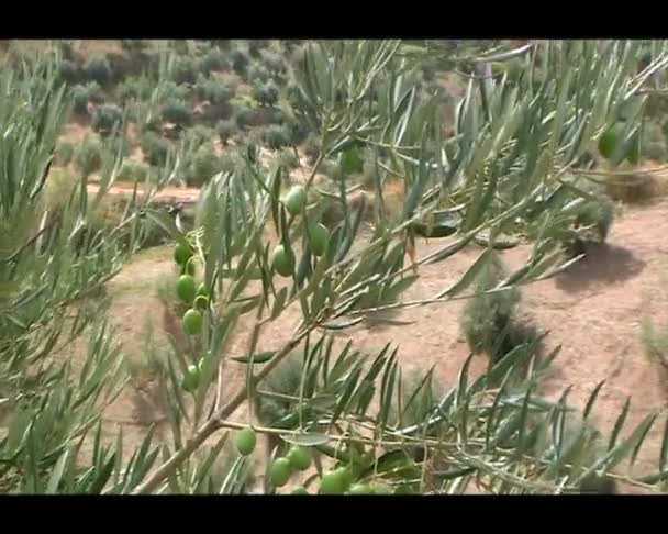 Ramas de olivos con aceitunas verdes en cultivo ecológico de olivos cerca de Jaén, Andalucía, España — Vídeo de stock