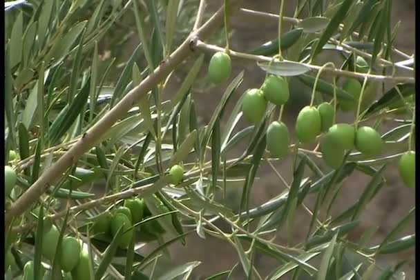 Ramos de azeitonas com azeitonas verdes em movimento no cultivo ecológico de oliveiras perto de Jaen, Andaluzia, Espanha — Vídeo de Stock