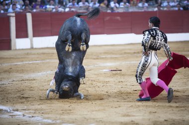 Spanish bullfighter Ivan Fandiño with the capote or cape, bull turns doing twirl with the horns in the soil, Ubeda