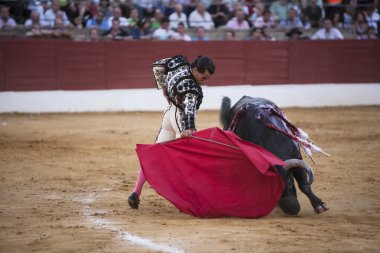 Bullfighter Ivan Fandiño bullfighting with the crutch in the Bullring of Baeza