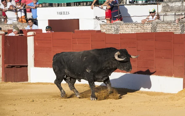 Inname van de figuur van een dappere stier in een stierengevecht — Stockfoto