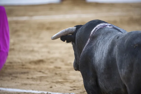 Capture of the figure of a brave bull in a bullfight — Stock Photo, Image