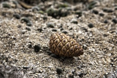 Olgun ananas toprağa kapalı