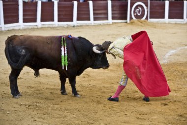 Boğa güreşçisi manuel benitez el cordobes koy başını hareket cesaret olarak boğa boynuzları arasında