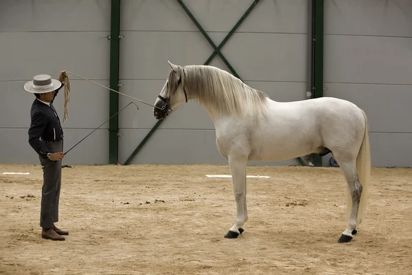 Spaanse rasechte paard concurreren in klassieke dressuur — Stockfoto