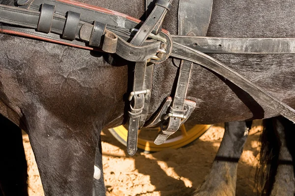 Detalle de hebillas y correas de un caballo utilizadas para el transporte de carruajes —  Fotos de Stock