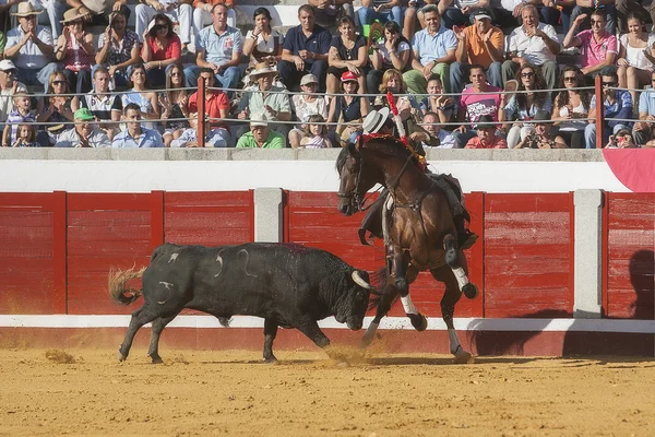 Spanska tjurfäktare på hästryggen diego ventura tjurfäktning på hästryggen — Stockfoto