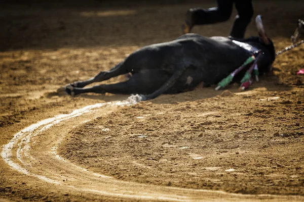 Arrastre del toro murió después de la pelea en la plaza de toros de Pozoblanco — Foto de Stock