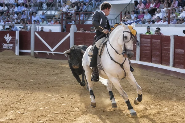 Spaans stierenvechter op een paard leonardo hernandez achtervolgd door de stier in een zeer gecompliceerde positie, genaamd steun aan de galop, in pozoblanco — Stockfoto