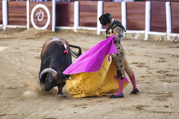 Toureiro espanhol Morante de la Puebla lutando com a capa em seu primeiro touro da noite em em Ubeda tournée — Fotografia de Stock