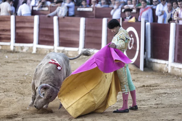 Luptătorul spaniol Manuel Jesus cu taurul de capotă sau pelerină luptând cu un taur de aproape 600 kg de cenușă gri în timpul unei lupte cu tauri care a avut loc în Ubeda — Fotografie, imagine de stoc