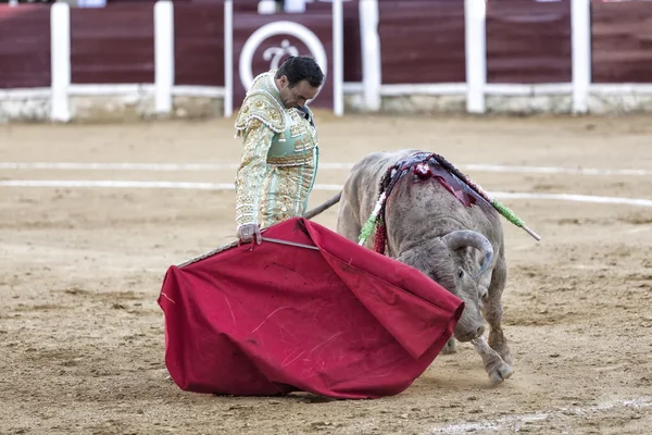 İspanyol Boğa güreşçisi manuel İsa el cid ile boğa güreşi sırasında gri kül yaklaşık 600 kg ubeda içinde düzenlenen cape boğa güreşi — Stok fotoğraf